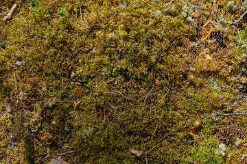 Green forest moss texture with twigs and small leaves.