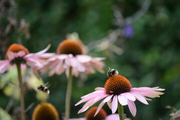 bee on a flower