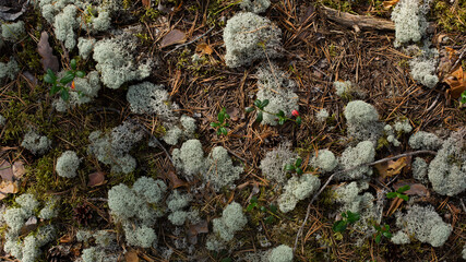 Forest moss texture. White moss, lichen, dry branches, cones, leaves.