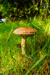 leccinum scabrum in a meadow