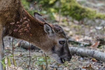 Fototapeta premium deer in the woods