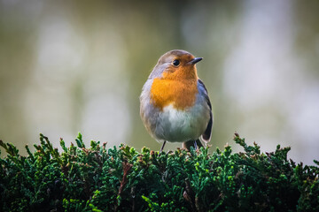 robin on a branch