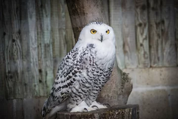 snowy owl on a branch