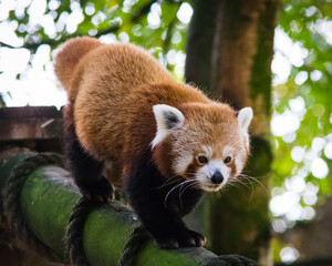 red panda bear