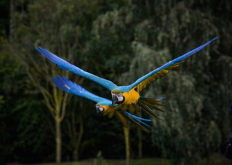 macaws in flight © Victoria