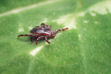 A dangerous parasite and infection carrier mite sitting on a green leaf
