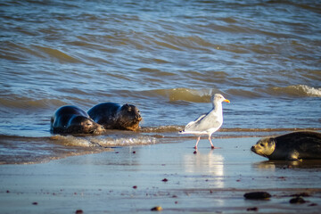 Fototapeta premium seagull on the beach with seals