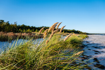 grass on the beach