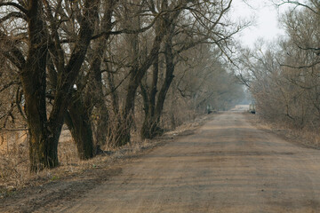Obraz premium Autumn scenery of rural road in the deciduous forest on a foggy morning.
