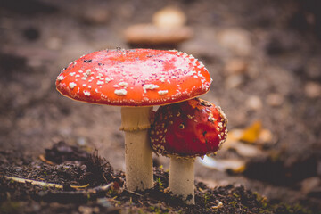 amanita muscaria fly agaric