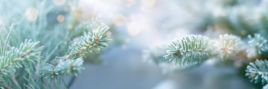 Rime covered fir branches in winter
Rime covered green fir tree branches with festive bokeh. Horizontal close-up with short depth of field for a winter and christmas concept. - Powered by Adobe