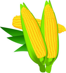 Corn Vector