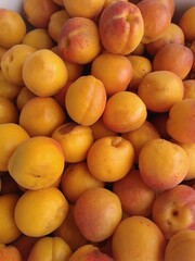 the harvest of apricots