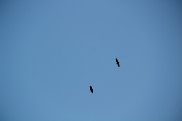 Blue sky with birds