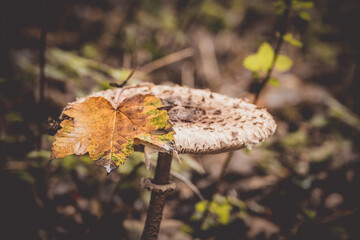 mushroom in autumn