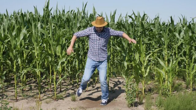 Happy Male Farmer Dancing Enjoying in Corn Field. Man Worker Celebrating Funny Viral Dance Freedom. Excited Celebrating Success, Achievement Dancing. Creative Person Successful Joyful Happy Cheerful.