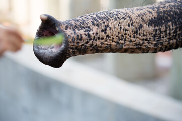 Asian elephant in zoo, Liaoning, China
