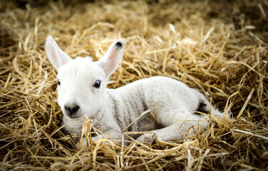 Baby lamb