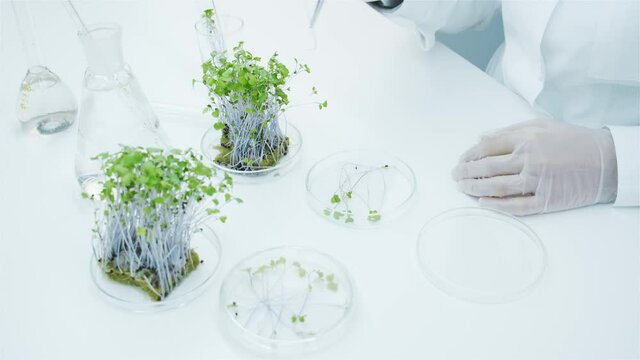 Growing culture in the laboratory. Selection of sprouts for research. Super food production. Microgreens. A lab technician in white gloves uses tweezers to select the sprouts in a petri dish.