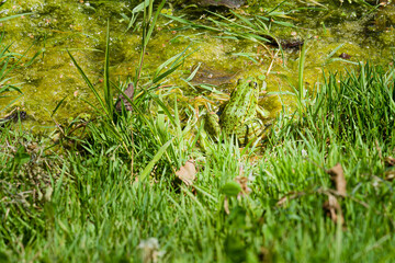 Two green frogs sitting in swamp.