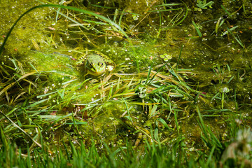 Two green frogs sitting in swamp.