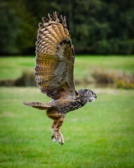 Owl in flight