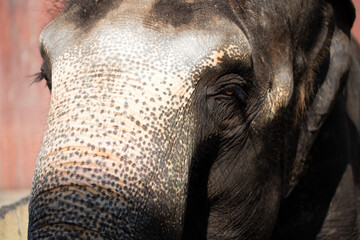 Asian elephant in zoo, Liaoning, China
