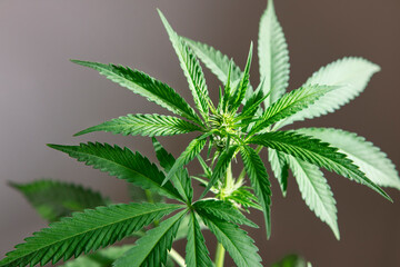 Female cannabis plant also known as marijuana, grass or weed showing leaves with serrate leaflets and inflorescences with trichomes and white sticky pistils, grown for medical or recreational purposes