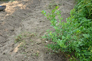 the small ripe green lemon plant seedlings in the garden.
