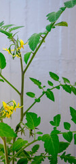 plant with green branches and yellow flowers of pear tomato
