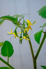 plant with green branches and yellow flowers of pear tomato

