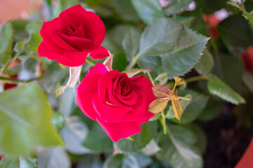 rose bush in the park garden in spring
