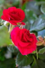 rose bush in the park garden in spring
