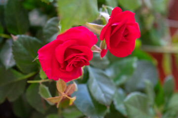 rose bush in the park garden in spring
