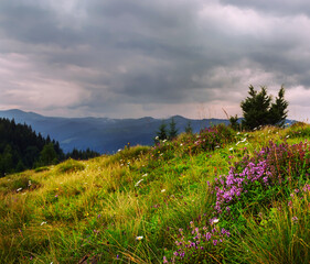Fototapeta premium Mountain landscape. glade with flowers against a background of mountains and fog. A dark photo with a dramatic sky.