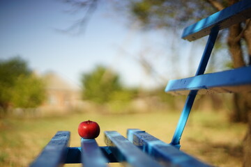 Ripe red apple lie on a blue wooden bench in a sunny garden