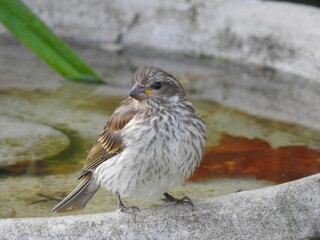 
A sparrow at the garden water basin