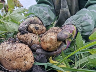 Potato harvest. Hands in gloves clean potatoes from the ground
