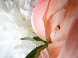 Obraz na płótnie Canvas pink rose close up