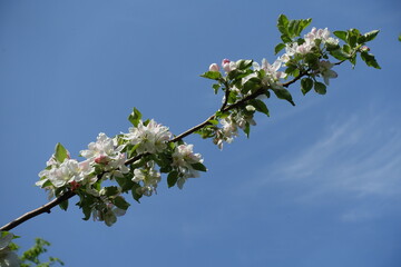 Diagonal branch of blossoming apple tree against blue sky