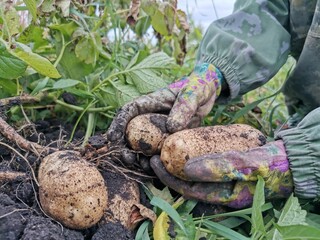 Potato harvest. Hands in gloves clean potatoes from the ground