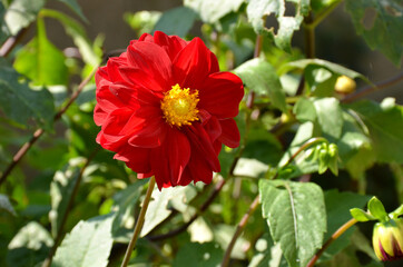 the beautiful red flower of dahlia with leaves and plant in the garden..