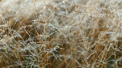 Fototapeta premium Morning dew on dry grass at the natural morning sunlight. Autumn grass background