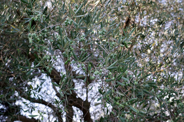 Détails d'un olivier, Italie