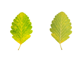 Front and back side of a bright autumn leaf (Sorbus intermedia). Isolated on a white background.