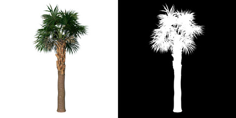 Front view of plant (Young Palmetto Palm Tree 1) tree png with alpha channel to cutout made with 3D render 