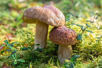 Boletus edulis in the natural environment. White mushroom in the morning sun.