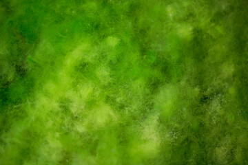 The moss in the swamp. Background and surface texture of Algae are a diverse group. Sea algae or Green moss stuck. Close-up green algae background. Rocks covered with green seaweed in ocean water.