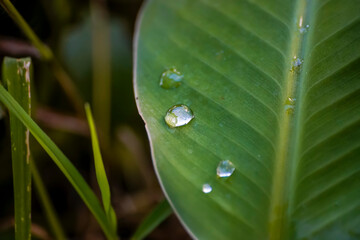 Close up texture of Fresh Green Banana Leaf with drop water after the rain. Green nature background. Abstract striped natural background, Details of banana leaf. Rainy Season.
