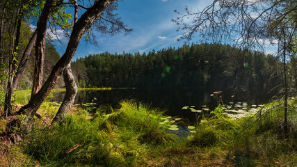 summer landscape. panoramic view of a large forest lake with green grassy shores and coastal trees in clear weather under a blue sky